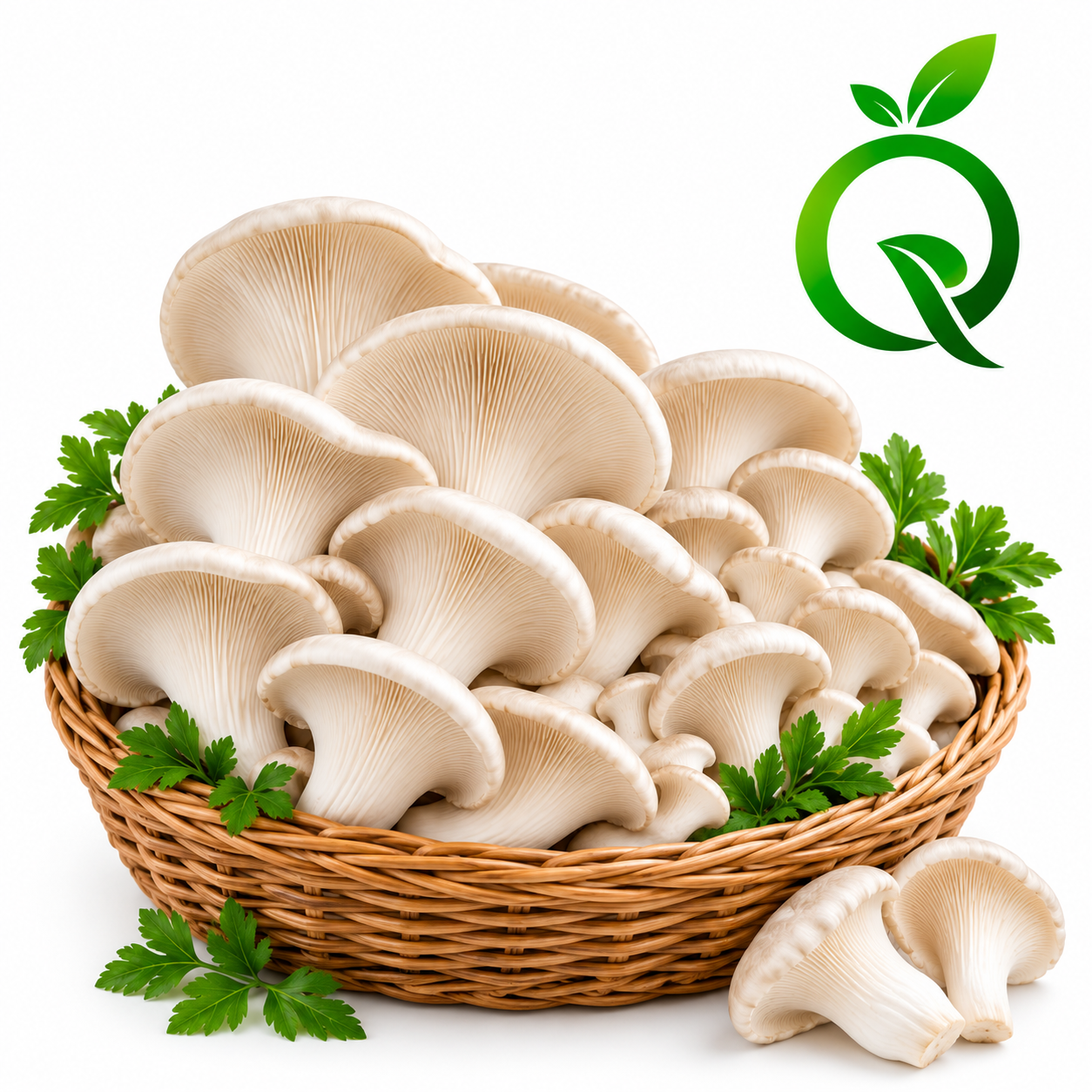 Fresh Oyster Mashroom