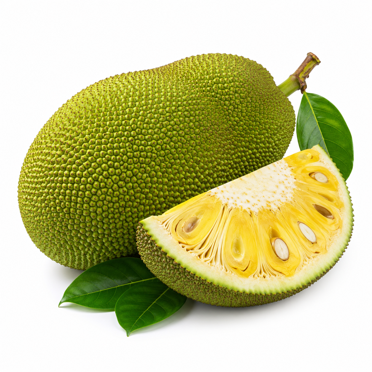 Mature Green Jackfruit (পরিপক্ব কাঁচা কাঁঠাল)